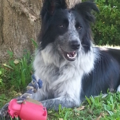 Photo de Border collie