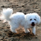 Photo de Coton de tulear