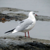 Photo de Mouette