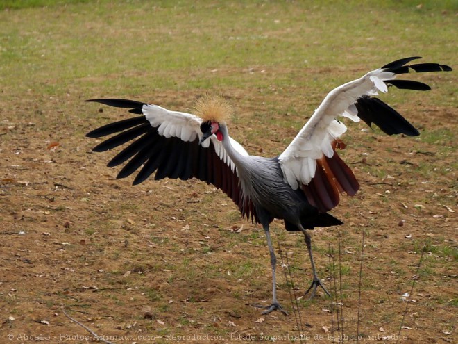 Photo de Grue couronne