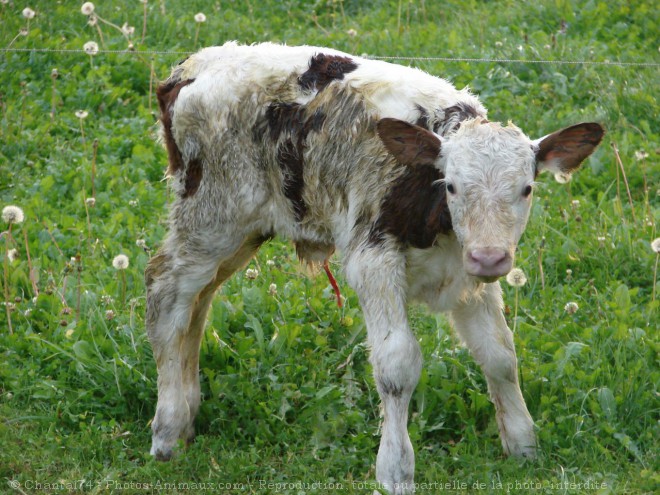 Photo de Veau