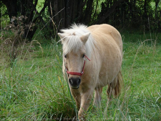 Photo de Poney (toutes races)