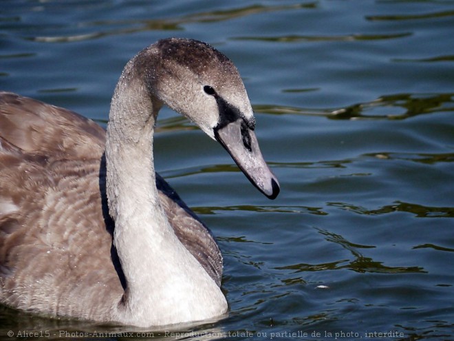 Photo de Cygne