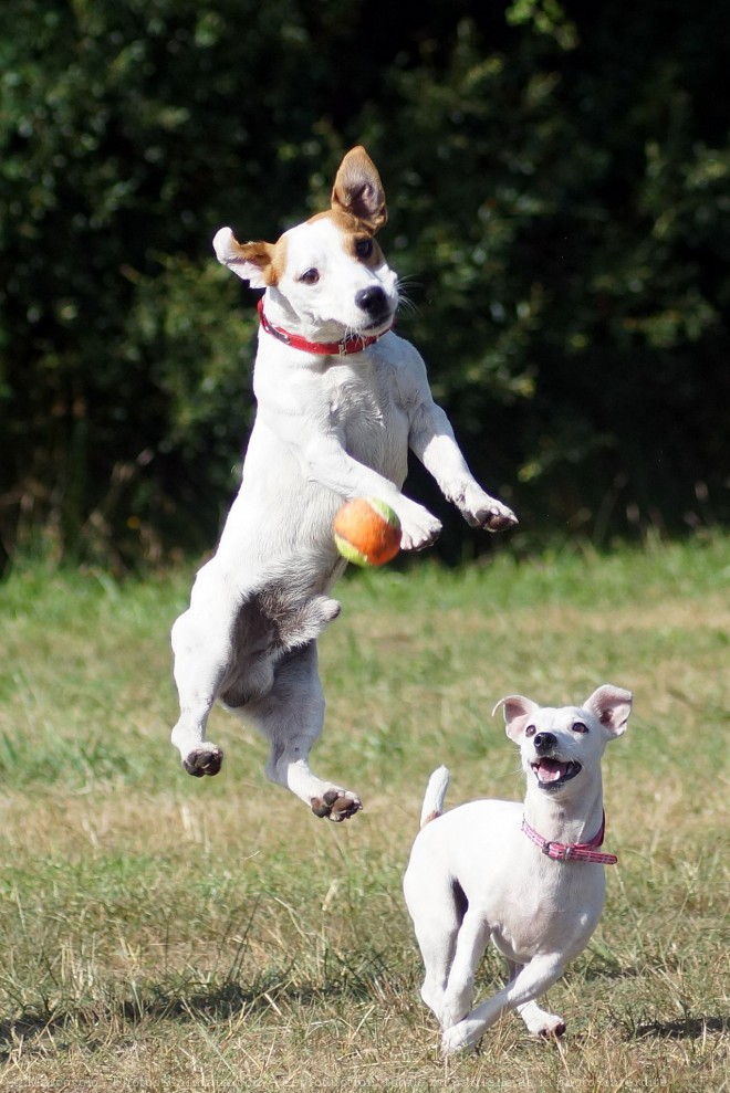 Photo de Jack russell terrier