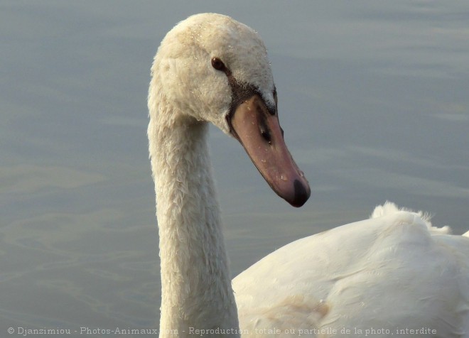 Photo de Cygne