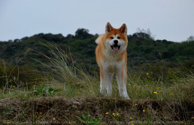 Photo d'Akita inu