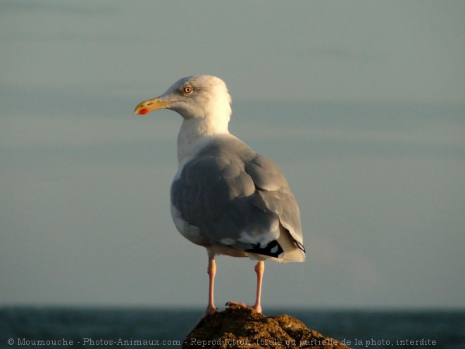 Photo de Goeland