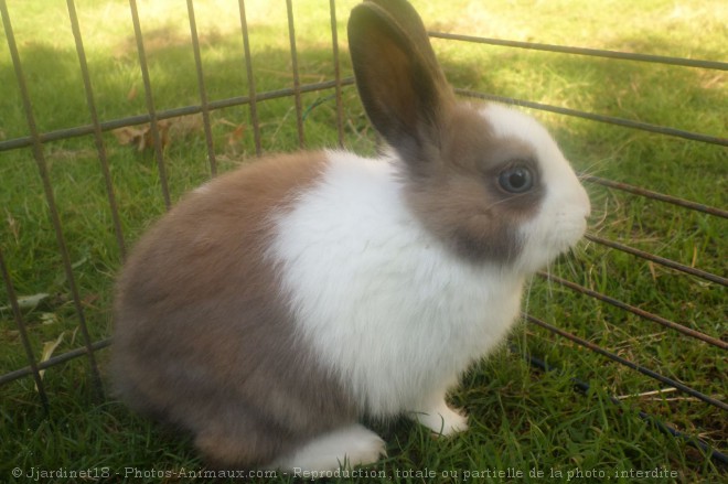 Photo de Lapin