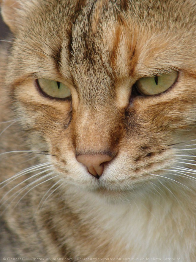 Photo de Chat domestique