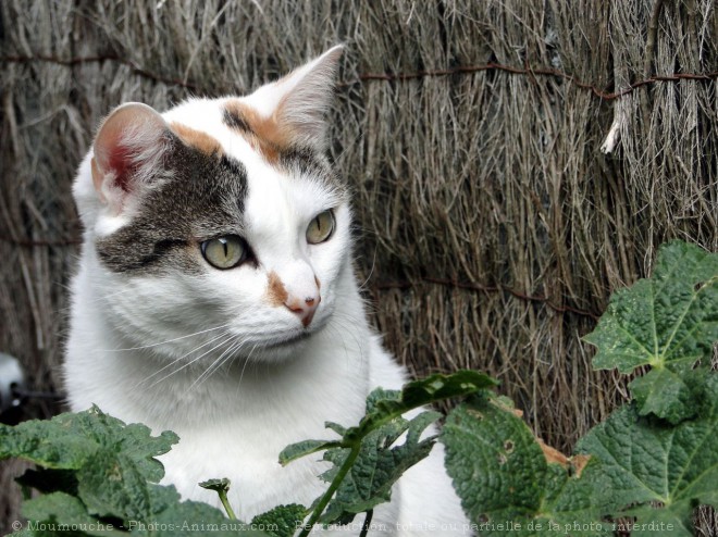 Photo de Chat domestique