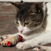 Photo de Chat domestique