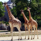 Photo de Girafe