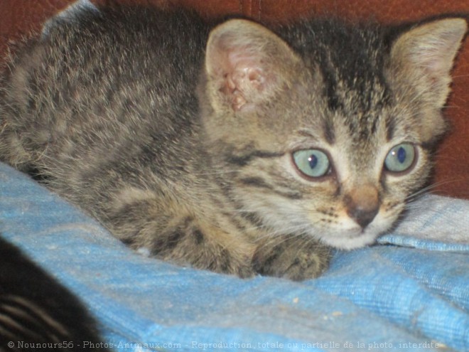 Photo de Chat domestique