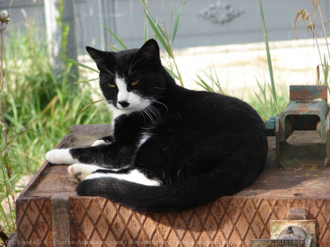 Photo de Chat domestique