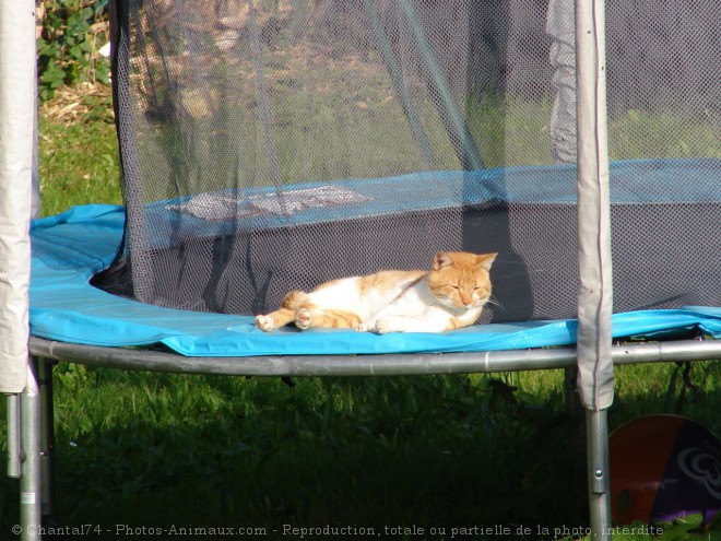 Photo de Chat domestique