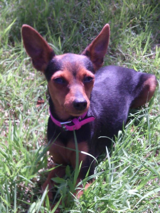 Photo de Pinscher nain