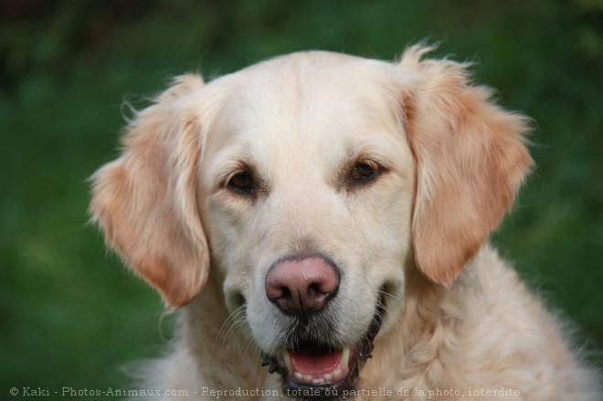 Photo de Golden retriever