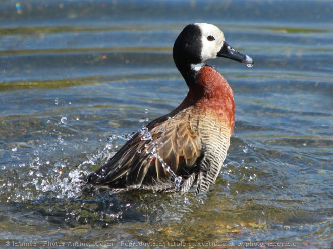 Photo de Canard dendrocygne