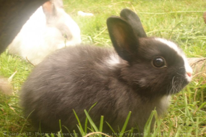 Photo de Lapin