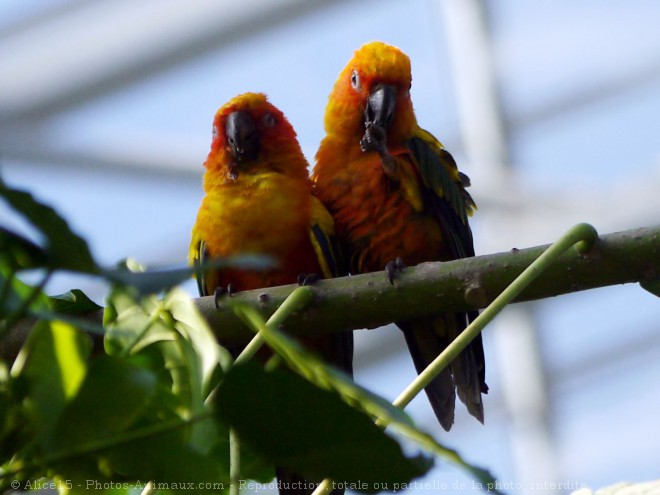 Photo de Conure soleil