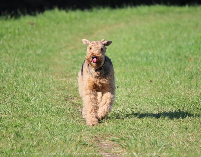 Photo d'Airedale terrier