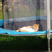 Photo de Chat domestique