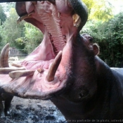 Photo de Hippopotame