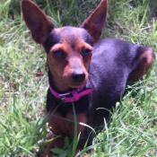 Photo de Pinscher nain