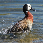 Photo de Canard dendrocygne