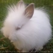 Photo de Lapin