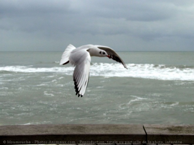 Photo de Mouette