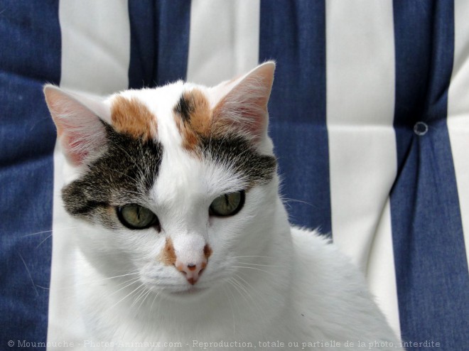 Photo de Chat domestique