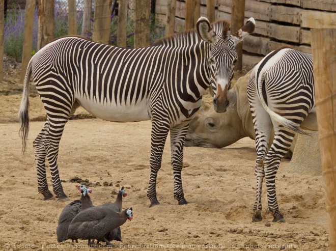 Photo de Races diffrentes