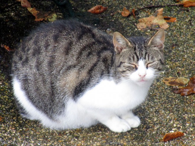 Photo de Chat domestique