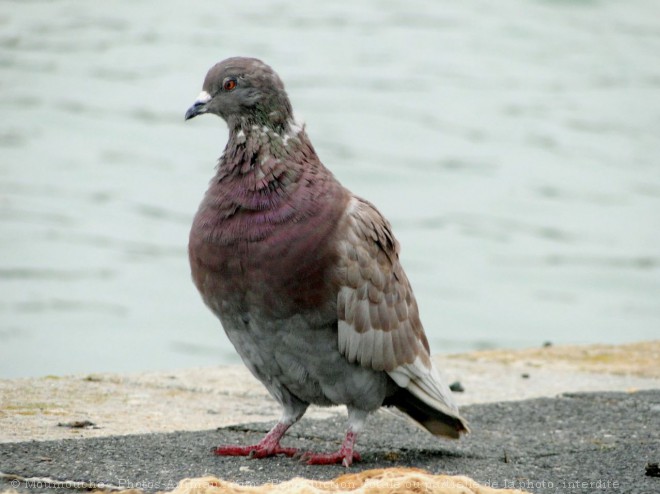 Photo de Pigeon