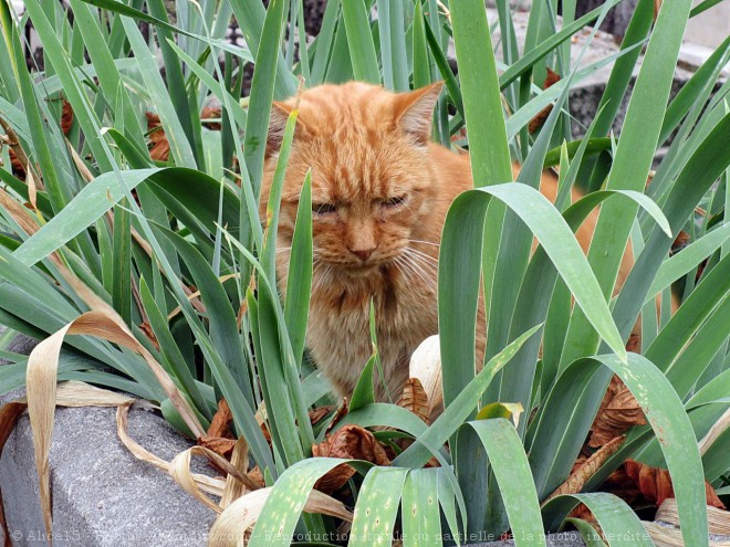 Photo de Chat domestique