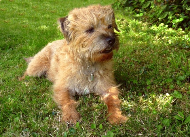 Photo de Border terrier