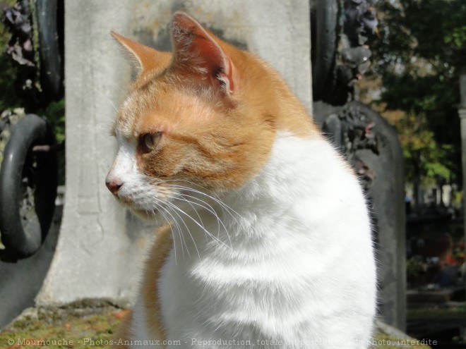 Photo de Chat domestique