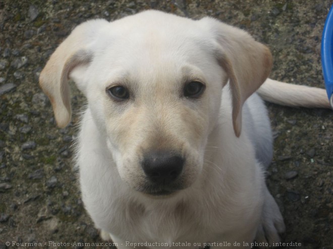 Photo de Labrador retriever