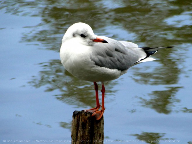 Photo de Mouette