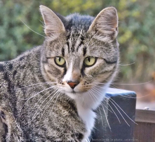 Photo de Chat domestique