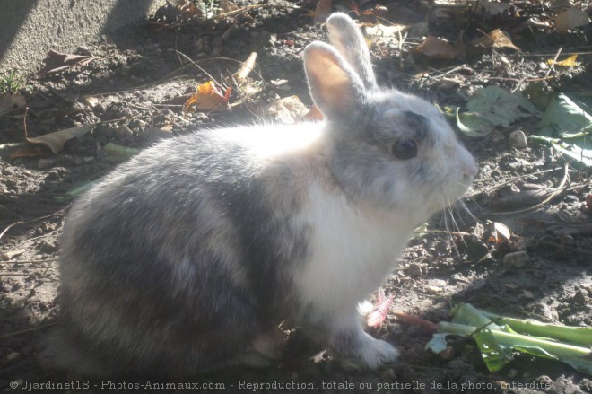 Photo de Lapin