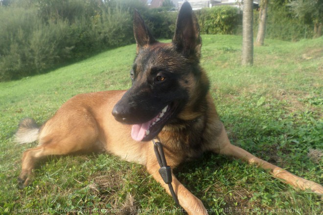 Photo de Berger belge malinois