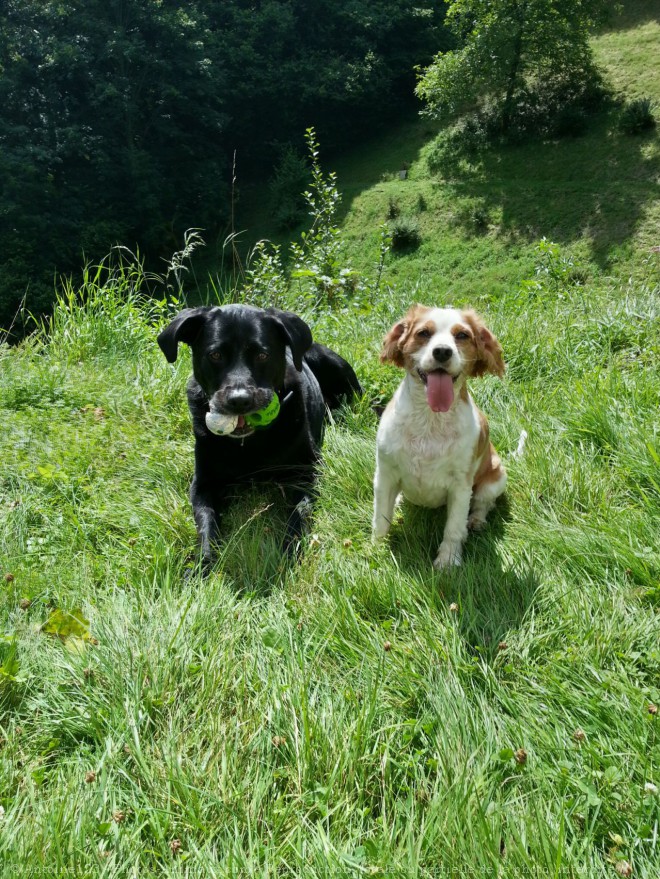 Photo de Cavalier king charles spaniel