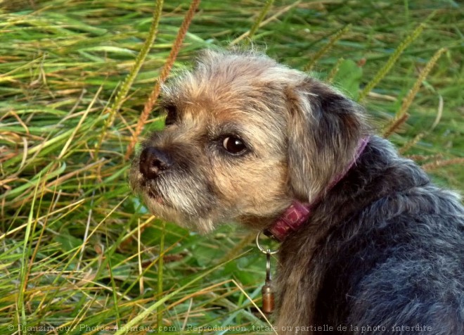 Photo de Border terrier