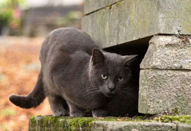 Photo de Chat domestique