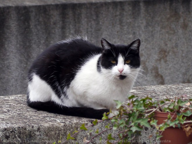 Photo de Chat domestique