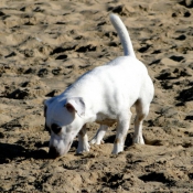 Photo de Jack russell terrier