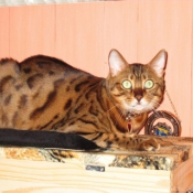 Photo de Bengal