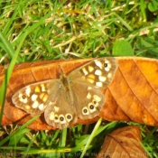 Photo de Papillon